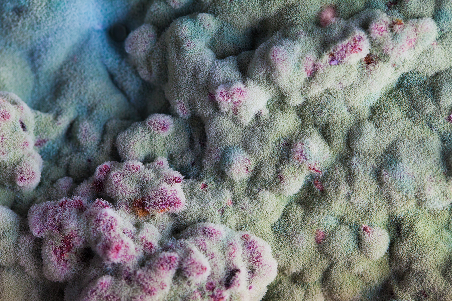 A macro image of mold relief