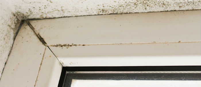 Mold growth near a window corner